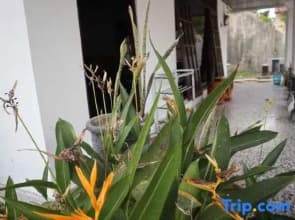 Tunjung Nyaho Guest House ( Tng )